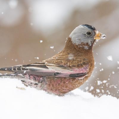 Gray-crowned rosy finch in the snow.