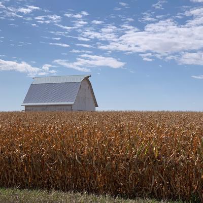 A corn field barn outside of Mount Vernon and Cedar Rapids, Iowa.