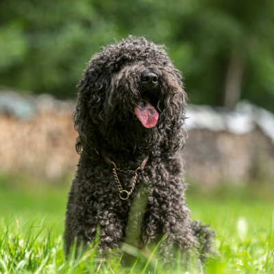 Portrait of a cute french barbet dog sitting in grass