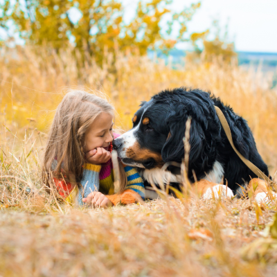 A Bernese Mountain Dog lying next to a young girl in an autumnal meadow