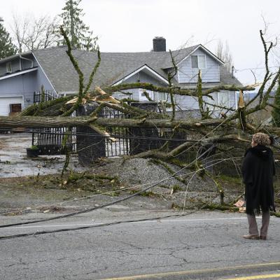 A resident stands in front of her property covered with downed power lines and trees on Nov. 20, 2024 in Lake Stevens, Washington, the result of a rare storm called a 'bomb cyclone.'