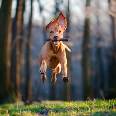 Hungarian pointer hound dog catches a stick in the air