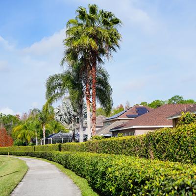 Winter trees along a residential neighborhood in Florida.