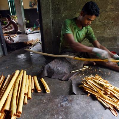 A Sri Lankan farmer peels freshly harvested cinnamon sticks.