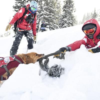 An avalanche rescue dog pulls a ski patroller during training.