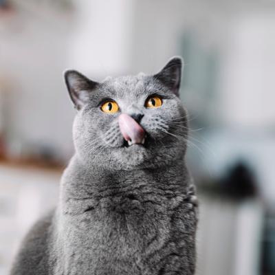 Cat with tongue out licking its lips.