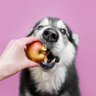 An Alaskan malamute eating a red and yellow apple from a human hand.