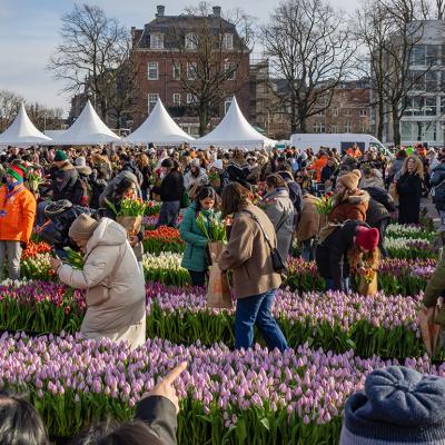 People picking free flowers on National Tulip Day in the Netherlands in January, 2024.