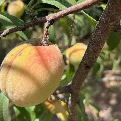 “Indian peaches” are direct descendants of peach seeds brought across the continent on the Trail of Tears.