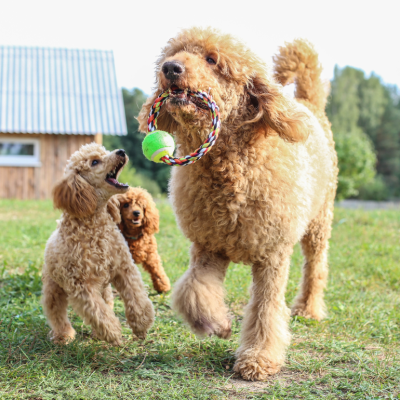 A large poodle playing with two miniature poodles in grass