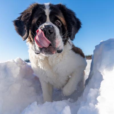 A Saint Bernard dog playing around in deep snow on a sunny winter day.