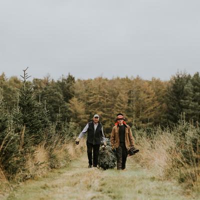 Two men hauling a Christmas tree.