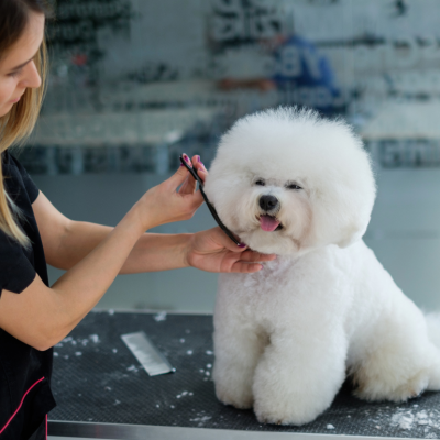 A white Bichon Frise dog at a dog grooming salon