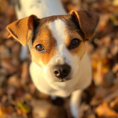 Danish-Swedish Farmdog playing in autumn leaves.