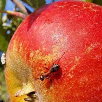 Closeup of an ant on an apple.