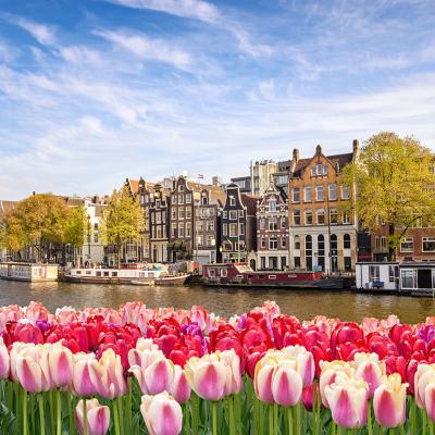 A view of the Amsterdam canal waterfront with plenty of pink and red tulips blossoming during spring time.