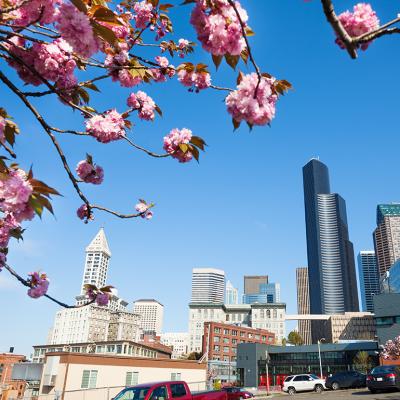 A cherry blossom tree with a city view of downtown Seattle, WA.