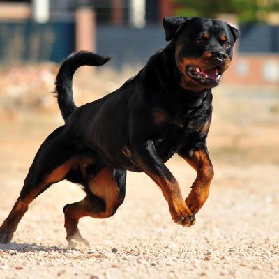 Rottweiler dog running while bearing teeth.