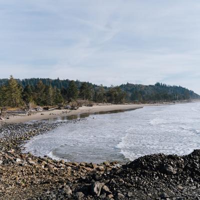 A section of beach in North Cove, Washington that is being restored by installing dead trees at an angle to build up the eroding shoreline.