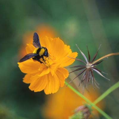 Closeup on a bumblebee feeding on a yellow cosmos flower.