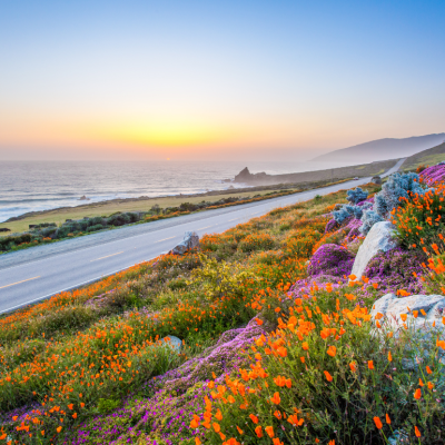 Wildflowers along the California coastline in Big Sur at sunset