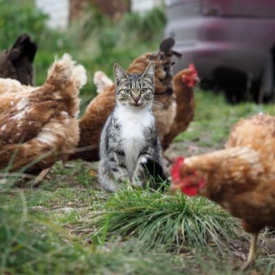 Tabby cat sitting among a flock of chickens in the grass.