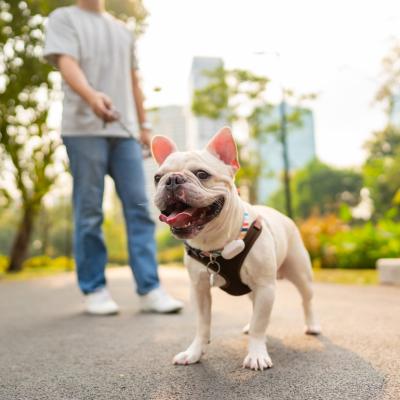 Person walks a French bulldog in a city.