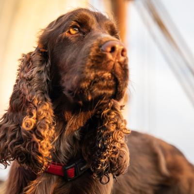 Sussex spaniel dog on a yacht during sunset.