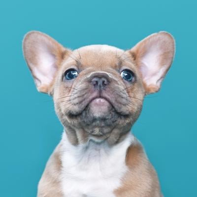 French bulldog dog puppy on blue background.