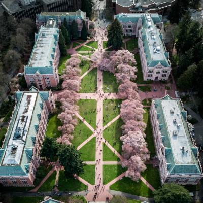 Sakura Cherry blossoms on the University of Washington, Seattle, campus.