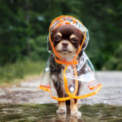 Chihuahua in a clear raincoat with orange lining standing outdoors by a puddle.