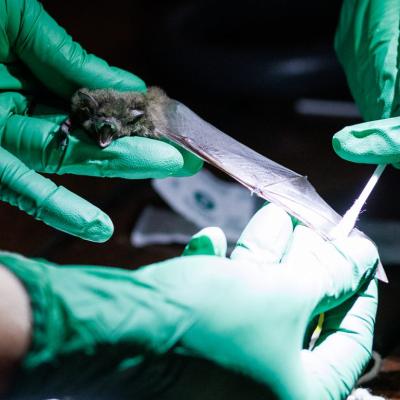 Biologists work to develop and test a probiotic that can help bats fight off white-nose syndrome.