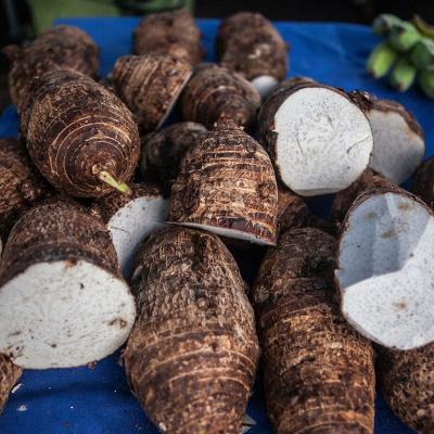 Taro root for sale in a Hawaiian farmers market in Oahu.