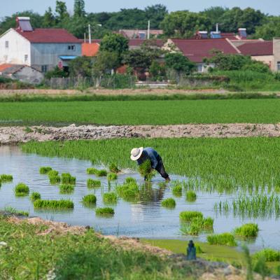 A villager works in the rice field near the Chaohu Lake in the town of Huailin, Chaohu City in China.