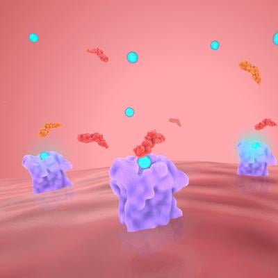 A 3d render illustration of beta blockers inhibiting beta receptors.