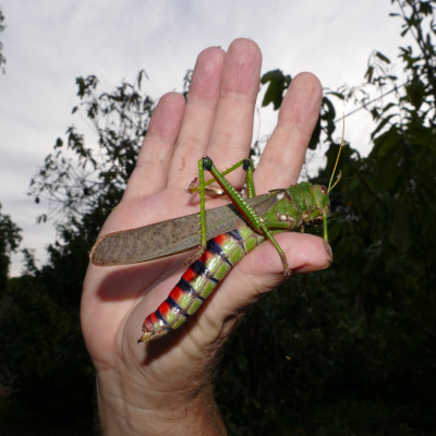 Giant South American grasshopper (Tropidacris violaceus) sitting on a person's hand. 