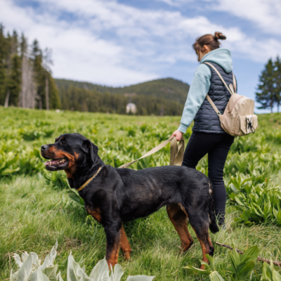 A girl walking with her rottweiler dog on a leash through a green meadow trail