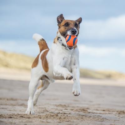 Smooth fox terrier running on a beach with a ball in its mouth.