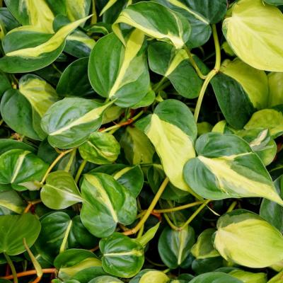 Beautiful yellow and green variegated leaves of Philodendron Brasil