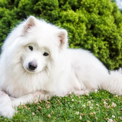 Samoyed dog resting on grass.