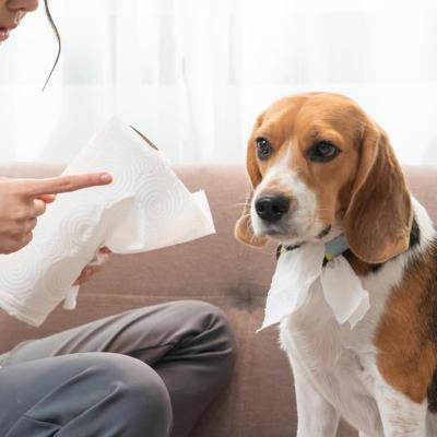 A beagle getting scolded for chewing up paper towels. 