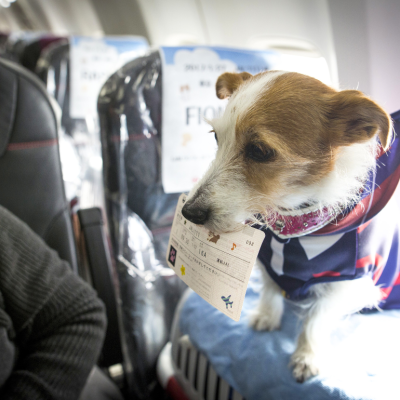 A dog on a plane with an airline ticket in its mouth.