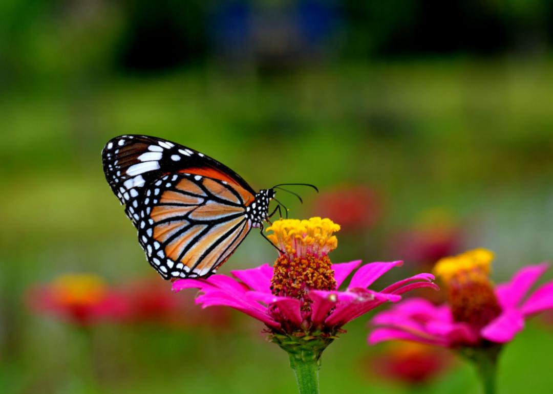 A butterfly on a pink and yellow flower.