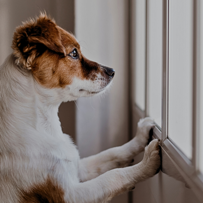 A closeup of a brown and white dog looking out the window. 