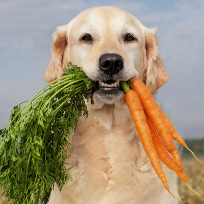 A white-haired dog with a carrot in its mouth.