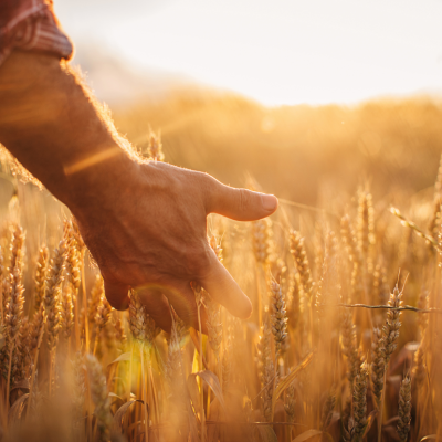 Close up of a farmer's hand examining wheat crops in field.