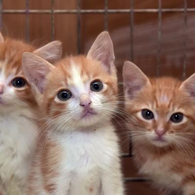 Three orange-and-white kittens with wide eyes, peering directly at the camera.