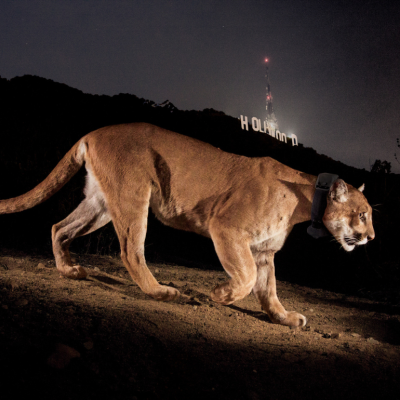 A mountain lion passes beneath the Hollywood sign at night