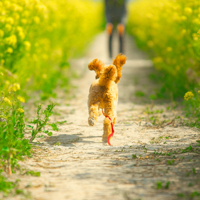 A dog running down a path lined with yellow flowers.