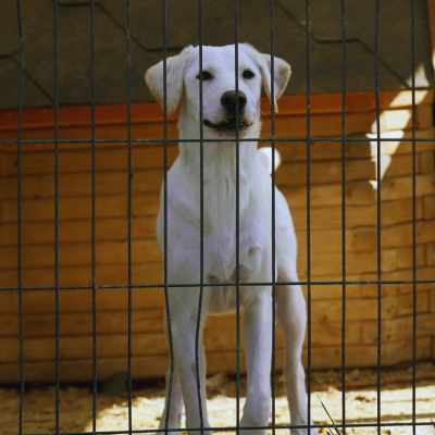A tall white dog in a cage in a shelter.